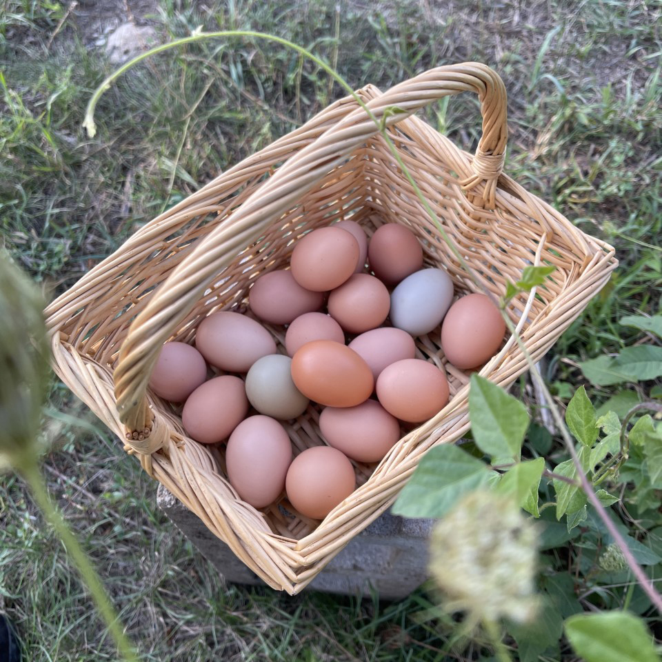 Farm Fresh Eggs Julian Farms Lenexa, KS